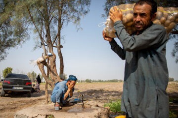 برداشت محصول در جازموریان