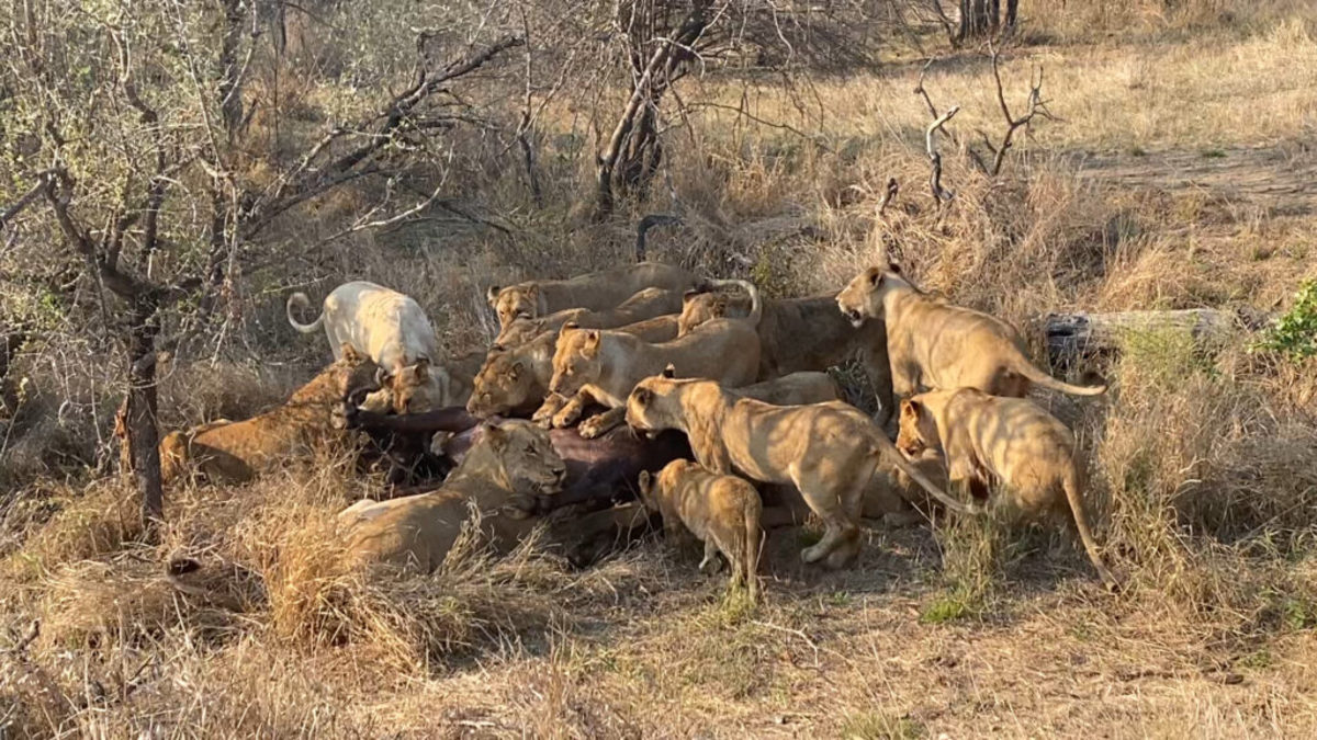 تلاش گاومیش برای عبور از میان ۲۳ شیر!