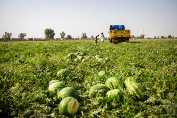 برداشت محصول در جازموریان