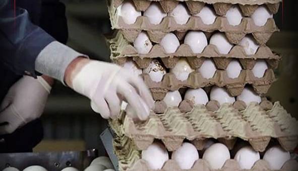 قیمت تخم‌مرغ هم به زیر نرخ مصوب رسید