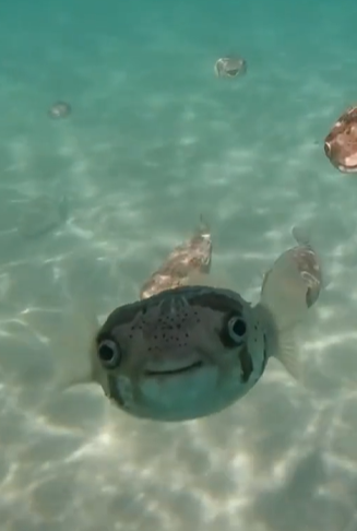 ماهی هایی که لبخند می زنن!