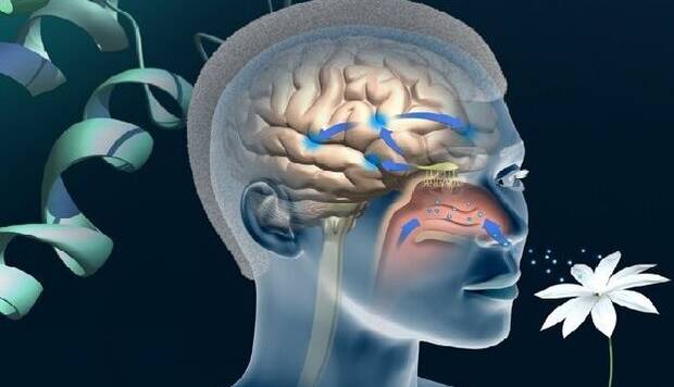 کرونا/ احتمال کمتر از دست دادن بویایی و چشایی در سویه‌های جدیدتر کرونا  