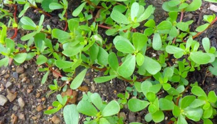 یک دنیا خواص درمانی خرفه برای تابستان