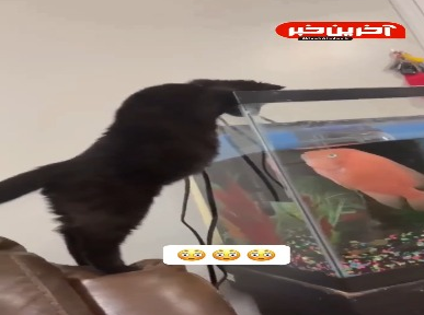 چه ماهی قلدری بود