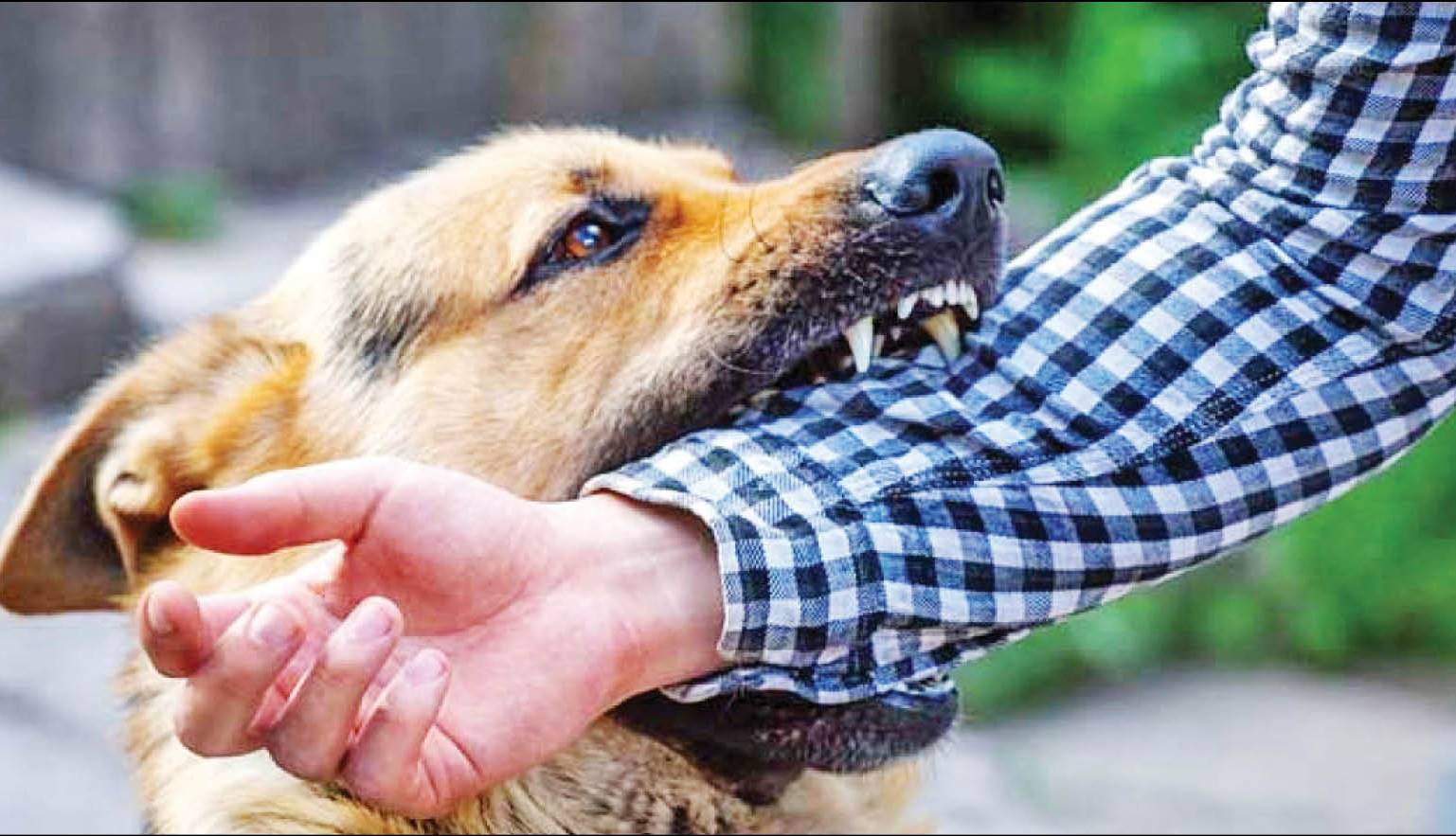 حمله سالانه سگ‌ها به 200 هزار ایرانی