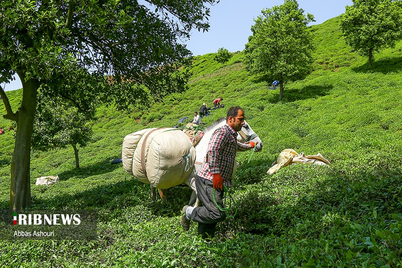 عکس/ جشنواره چای گیلان