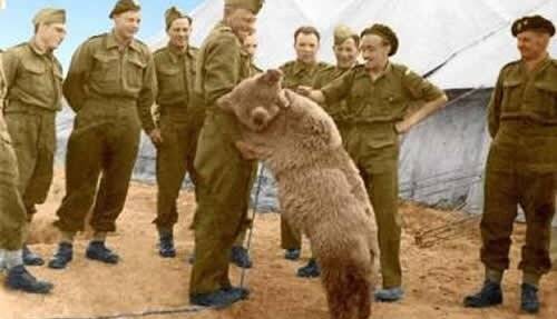 برگی از تاریخ/ وُیتک؛ خرس ایرانی که عضو ارتش لهستان شد