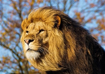 آخرین وضعیت شیر نر ۳ ساله باغ ارم اعلام شد