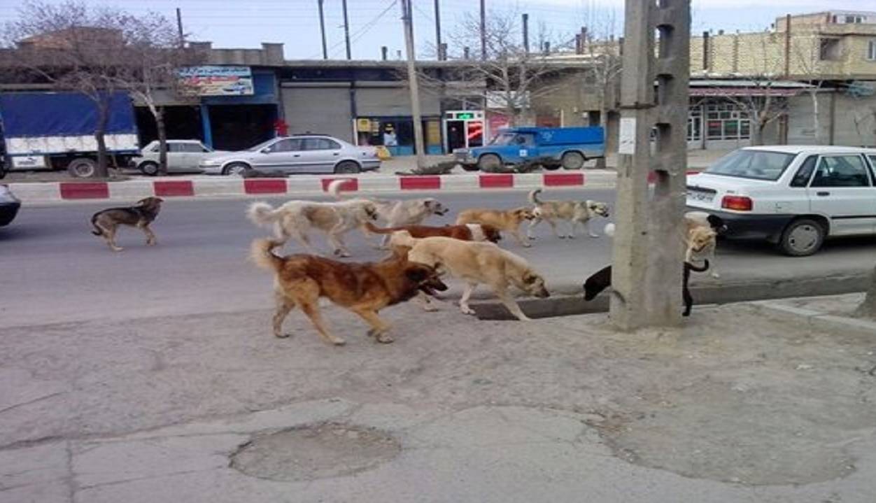 وجود یک میلیون سگ بلاصاحب در کشور