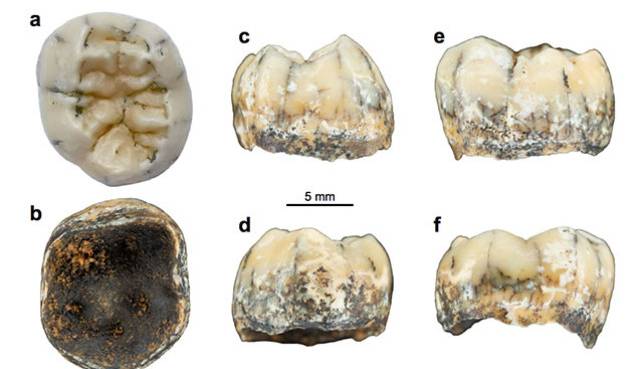 دندانی که پرده از راز یک گونه انسانی منقرض شده بر می دارد