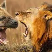 جنگ بین شیرها و کفتارها