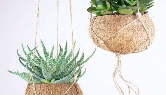 چطوری با نارگیل گلدان بسازیم؟