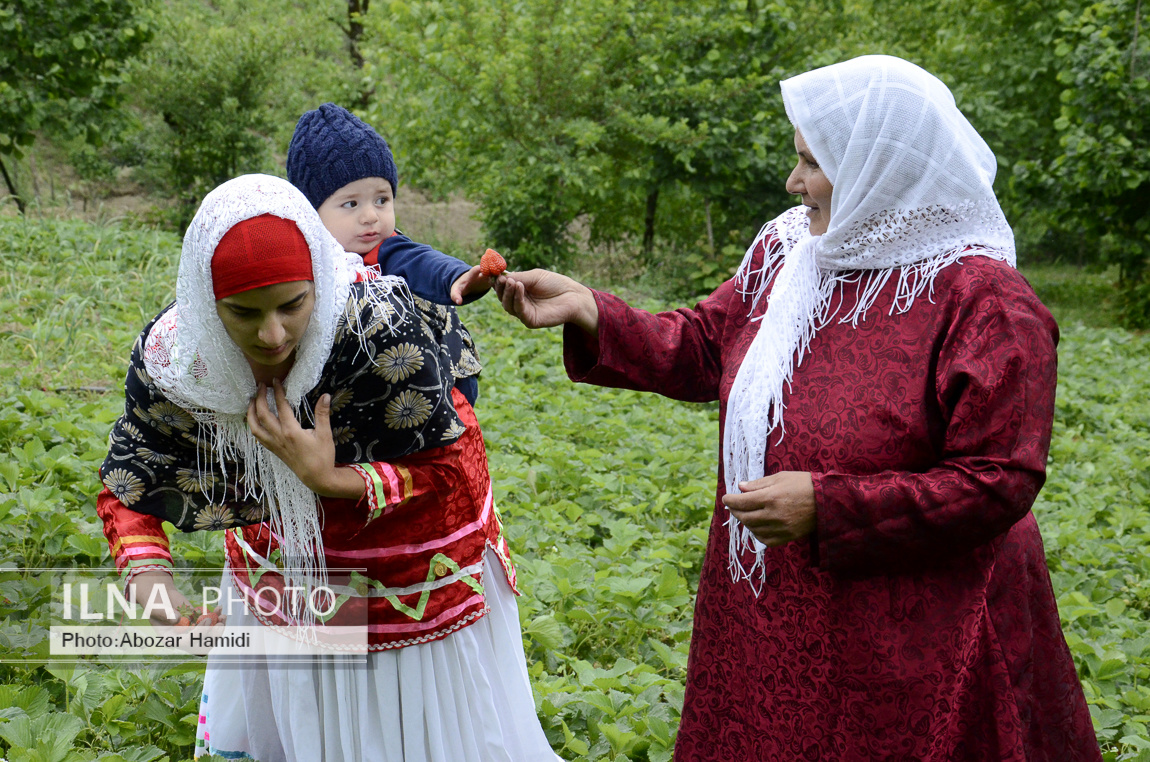 عکس/ برداشت توت فرنگی در روستای سی دشت "رودبار" گیلان 