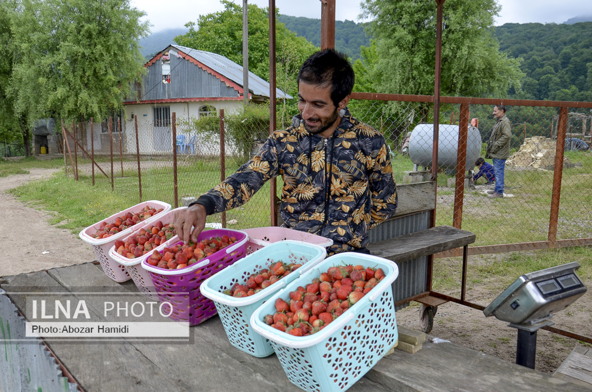 عکس/ برداشت توت فرنگی در روستای سی دشت "رودبار" گیلان 