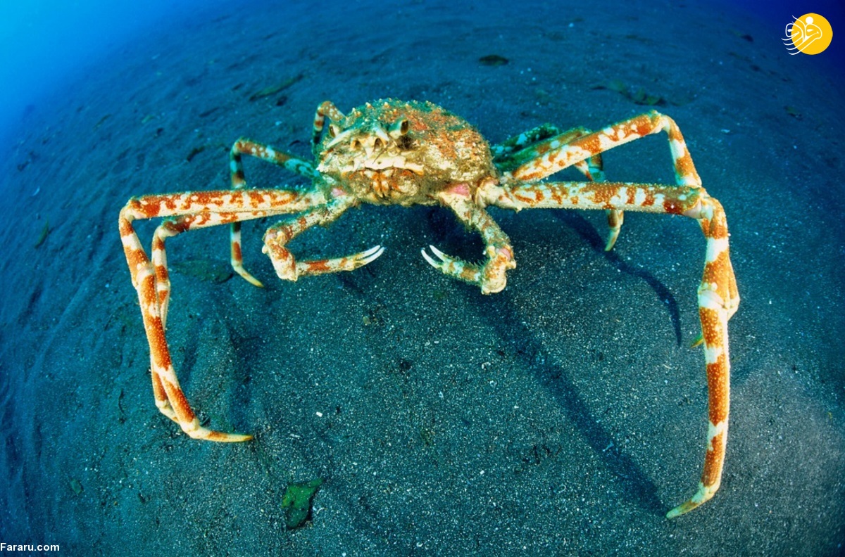 نجات خرچنگ عنکبوتی از قلاب ماهیگیری