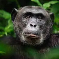 ریشه تکامل زبان انسان در توالی های صوتی شامپانزه ها