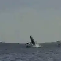 ضربه نهنگ گوژپشت به یک قایق