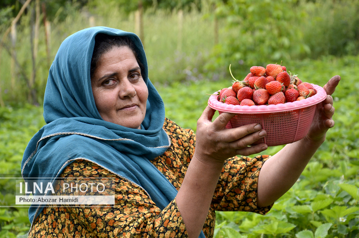 عکس/ برداشت توت فرنگی در روستای سی دشت "رودبار" گیلان 