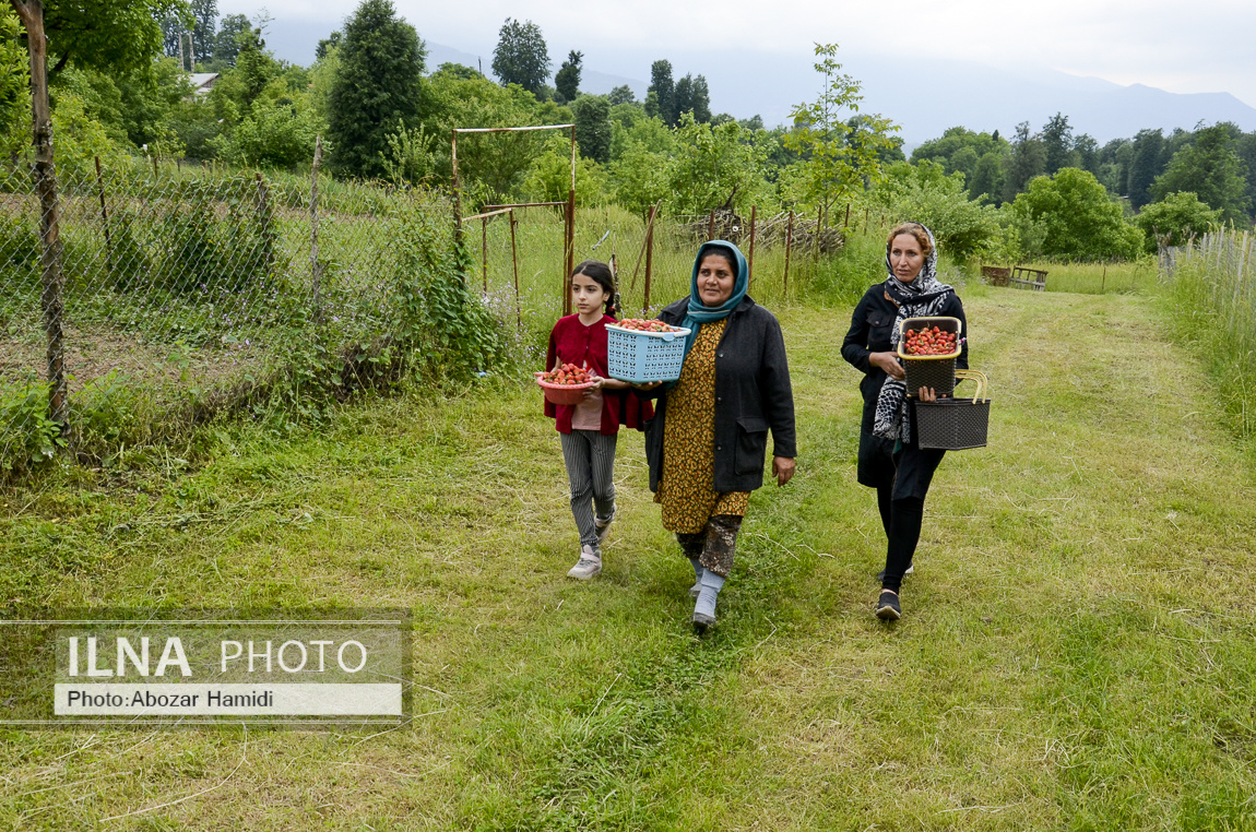 عکس/ برداشت توت فرنگی در روستای سی دشت "رودبار" گیلان 