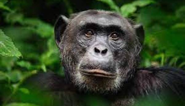 ریشه تکامل زبان انسان در توالی های صوتی شامپانزه ها