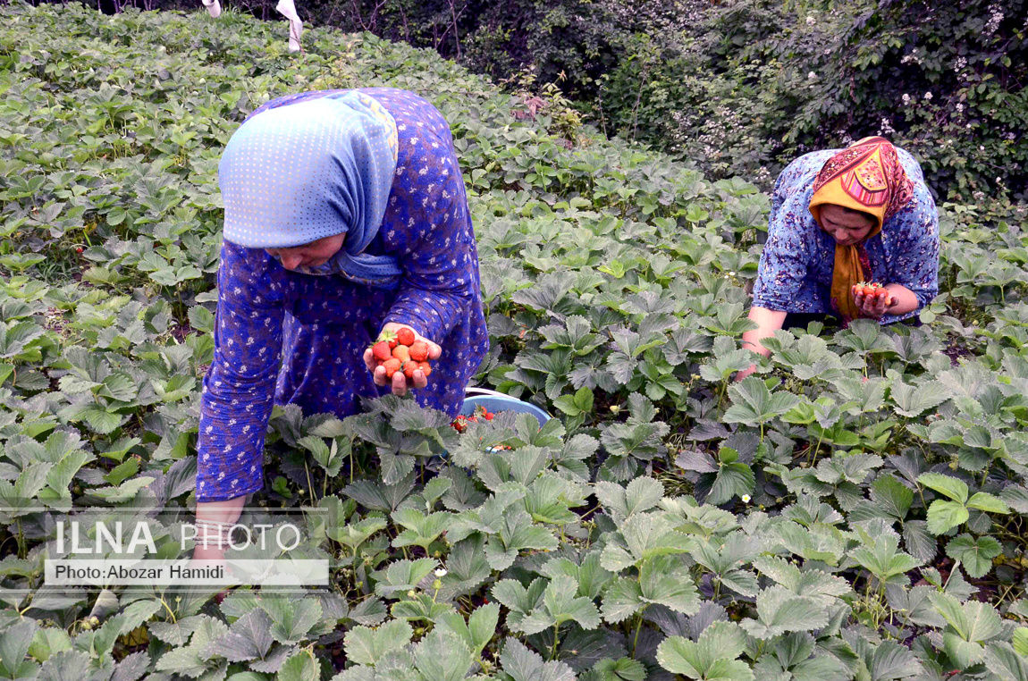 عکس/ برداشت توت فرنگی در روستای سی دشت "رودبار" گیلان 