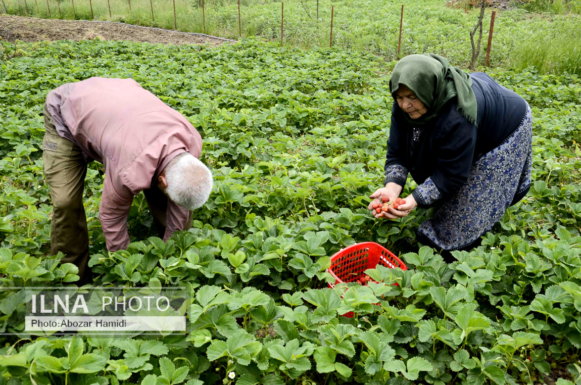 عکس/ برداشت توت فرنگی در روستای سی دشت "رودبار" گیلان 