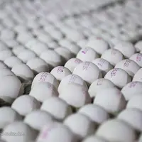 توزیع روزانه ۵۰۰ تن تخم مرغ در تهران