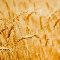  اوکراین: قیمت گندم جهانی ۴۰ درصد افزایش می‎‌یابد