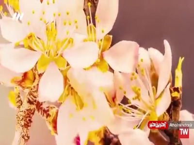 از علی زندوکیلی نماهنگ «صنم» را تماشا کنید