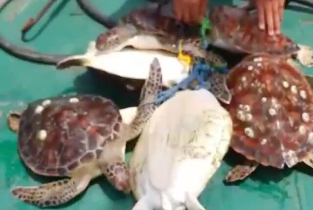نجات ۶ لاک‌پشت گرفتار در تور ماهیگیری