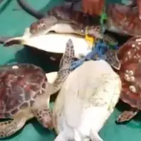 نجات ۶ لاک‌پشت گرفتار در تور ماهیگیری