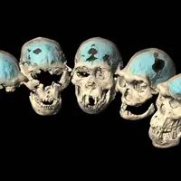 تکامل مغز ما پیش از ظهور گونه‌های انسانی آغاز شد!