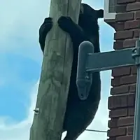 این خرسه بالای تیر چراغ برق چیکار میکنه!