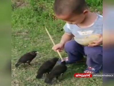 ببینید چه زیبا پرنده ها بهش اعتماد کردن!