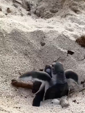 آغاز یک زندگی جدید