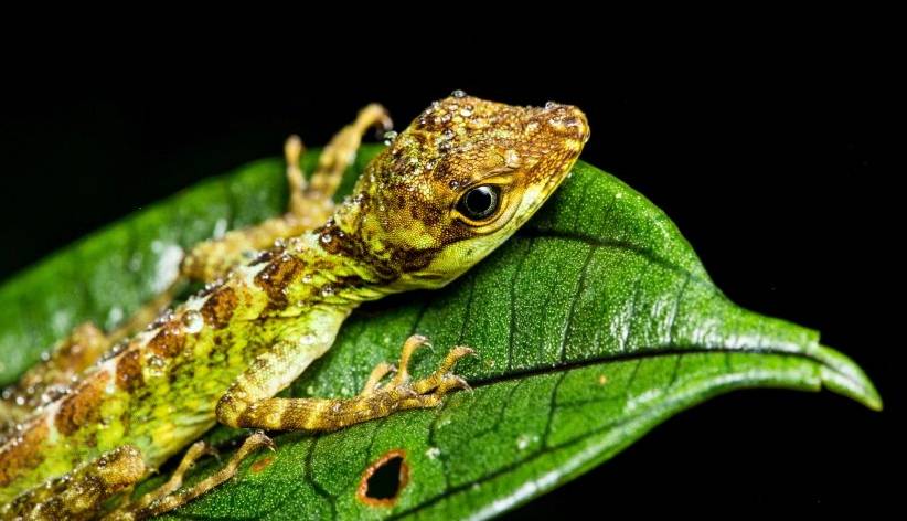 چگونه مارمولک‌ها از افتادن دم در مواقع غیرضروری جلوگیری می‌کنند؟