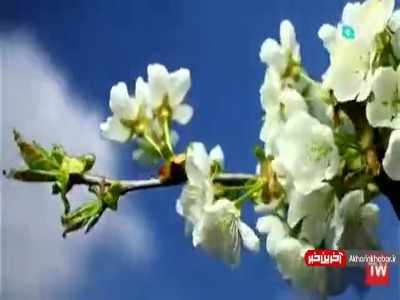 نماهنگ ترانه «کودکی» با صدای علیرضا افتخاری