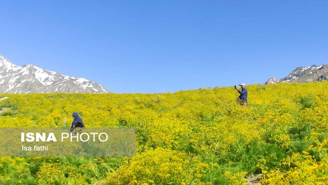 دریاچه زیبای «کوه گل» سی‌سخت