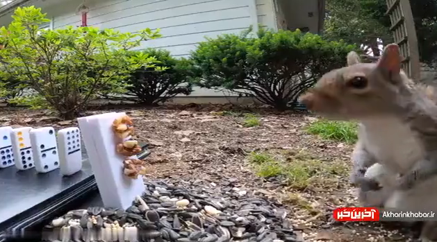 یک دومینوی جالب و دیدنی