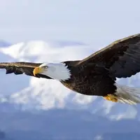 شکار فوق‌العاده‌ سفره ماهی توسط عقاب