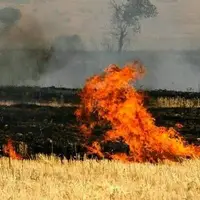 مهار آتش سوزی یکی از مزارع گندم در جهرم؛ یک آتش نشان مصدوم شد