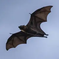 گوناگون/ چرا خفاش‌ها به بیماری کرونا مبتلا نمی‌شوند؟