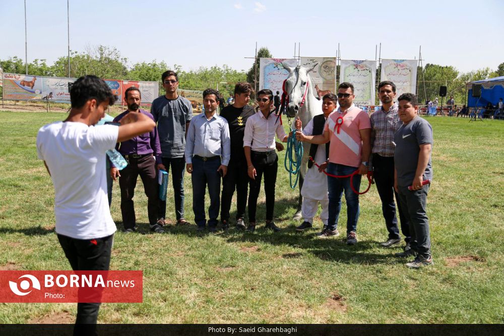 عکس/ جشنواره اسب ترکمن 