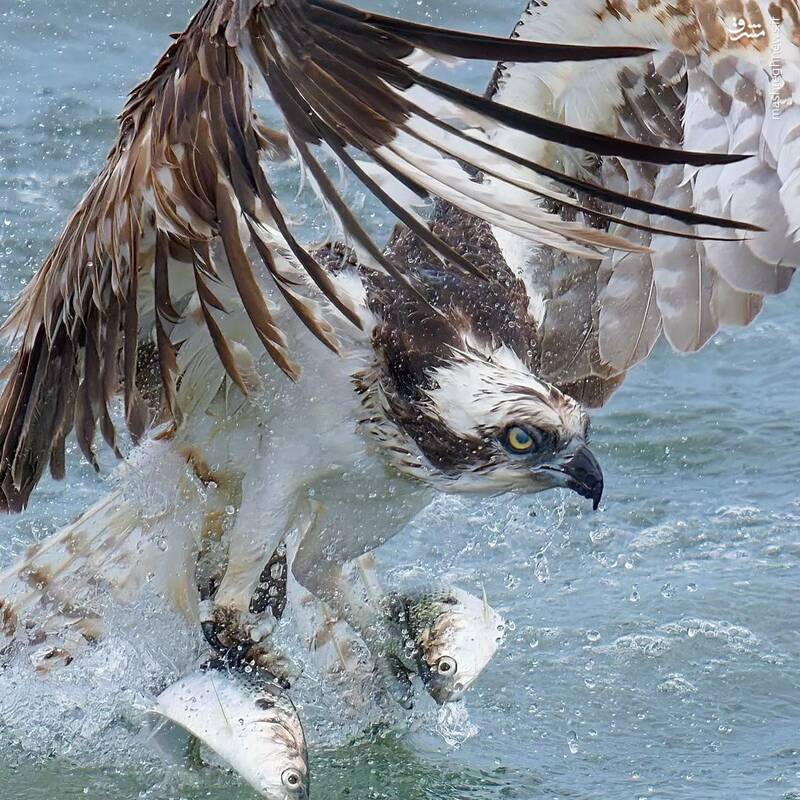 لحظه شکار کردن شاهین