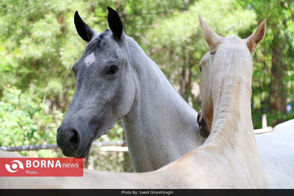 عکس/ جشنواره اسب ترکمن 
