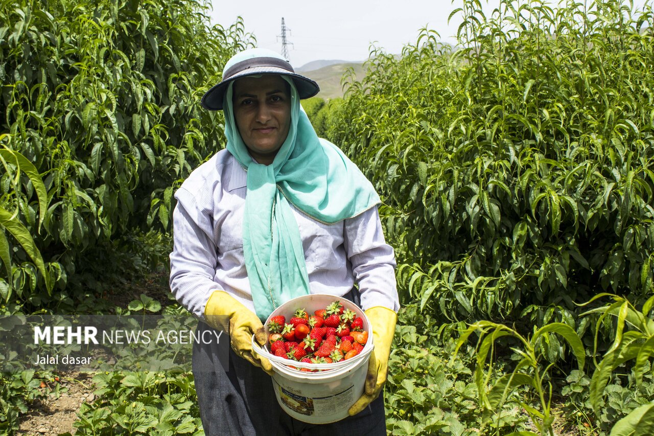 عکس/ برداشت توت فرنگی از مزارع کردستان