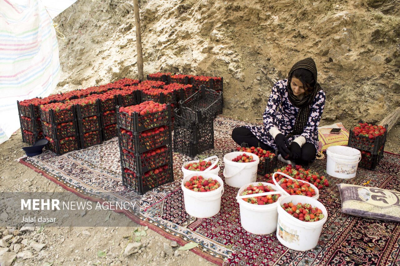عکس/ برداشت توت فرنگی از مزارع کردستان