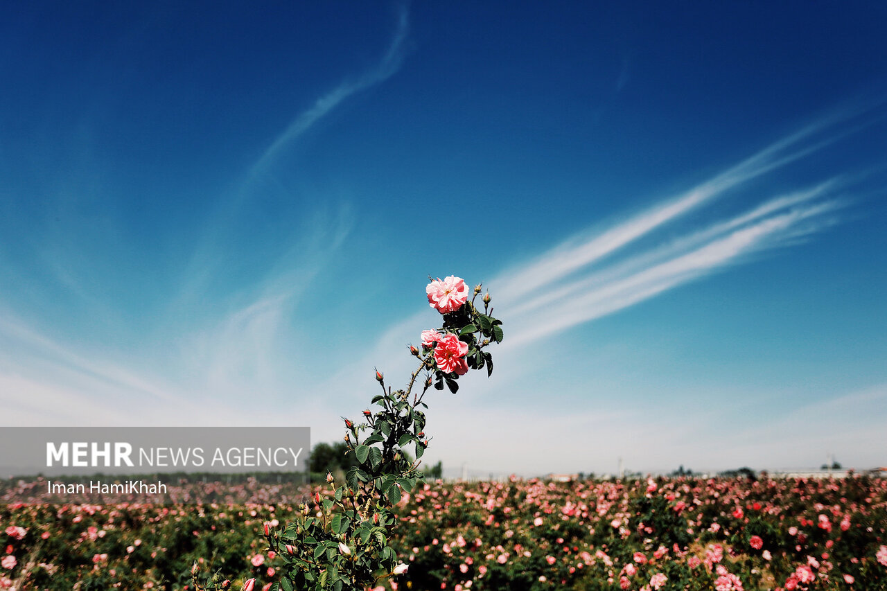 عکس/ برداشت گل محمدی از مزارع شهرستان بهار