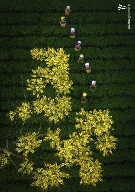 تصویر هوایی زیبا از مزارع چای