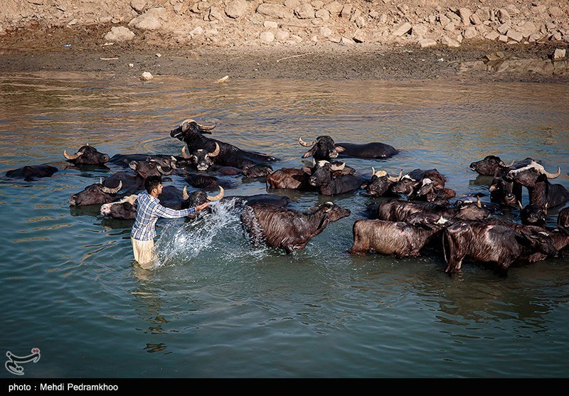 عکس/ مصائب گاومیش‌داری در روستای پیچ سید جابر خوزستان